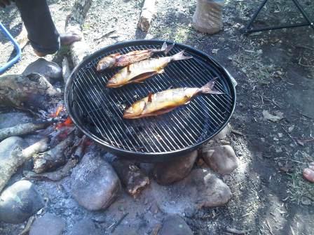 Shad on Webber braai