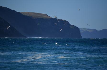 Sardines and Birds